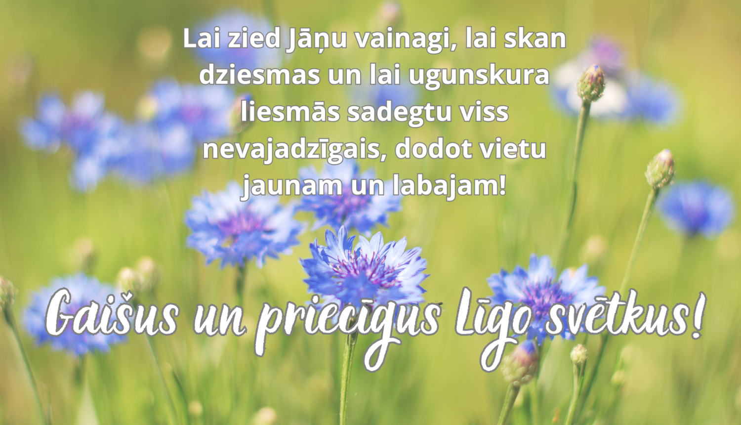 pļava, rudzupuķes, apsveikuma teksts Līgo svētkos